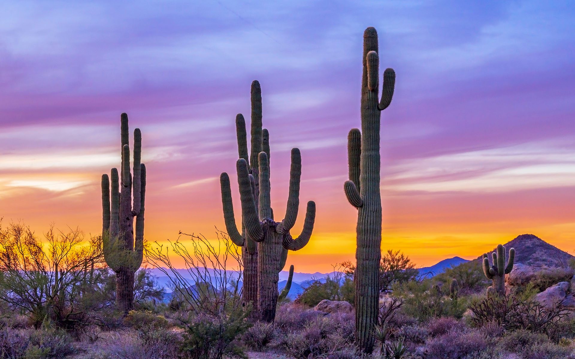 Homepage - Stand of Saguaro Cactus at Sunset in Arizona